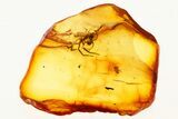 Fossil Wingless Scale Insect & Rare Spider Vestiges in Baltic Amber #272152-1